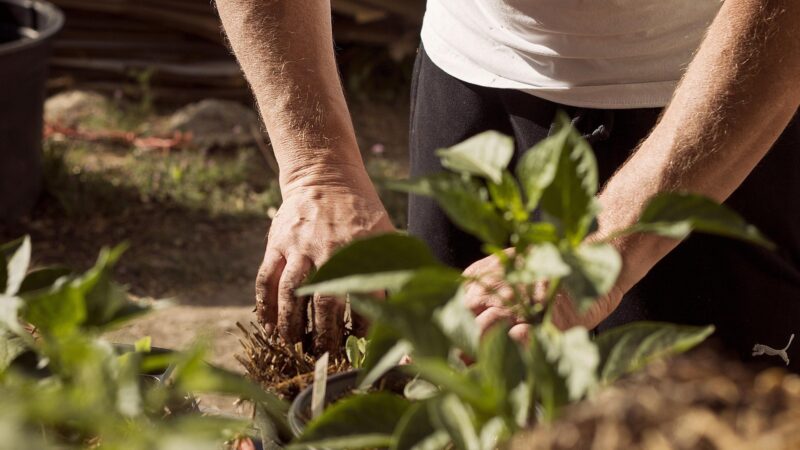 Plano Clima pode punir produtores e enfraquecer agricultura de baixo carbono, diz especialista