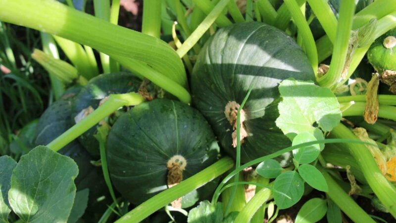 Hortas circulares apoiam agricultura familiar em Minas Gerais