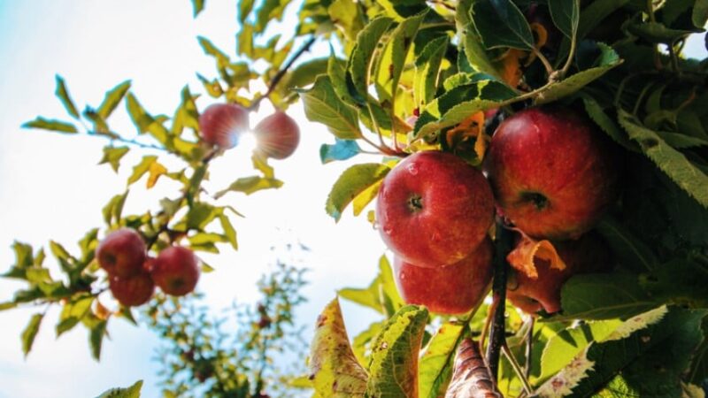 Setor da maçã pede que frutas importadas sofram mesmo rigor fitossanitário das nacionais