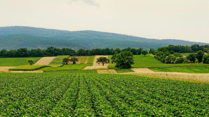 Fundação apresenta orientações sobre metas climáticas e mercado de carbono ao agro