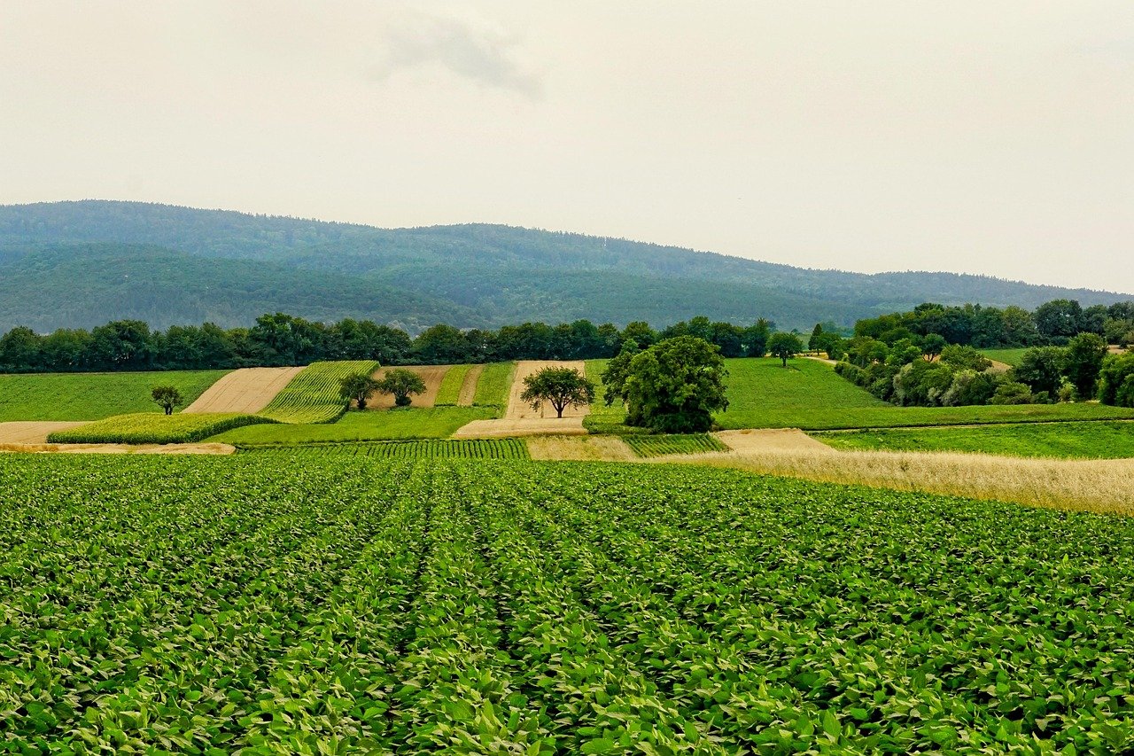 Fundação apresenta orientações sobre metas climáticas e mercado de carbono ao agro