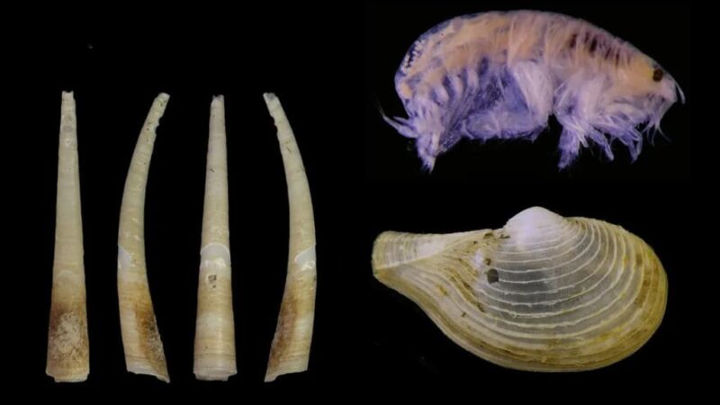 Criaturas bizarras, incluindo parasita “pipoca”, são descobertas nos oceanos