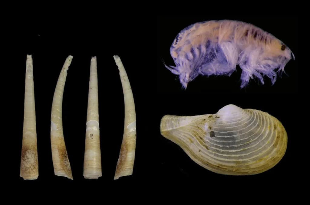 Criaturas bizarras, incluindo parasita “pipoca”, são descobertas nos oceanos