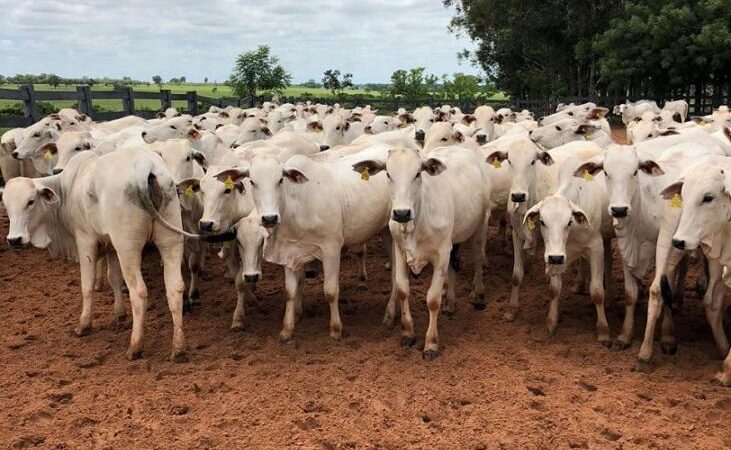 Boi gordo: demanda interna e pico de exportação mexem com mercado; veja os preços