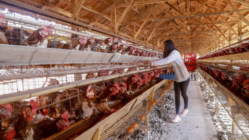 Campanha para o uso responsável de antimicrobianos é lançada pela ABPA