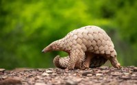 Espécie de rã venenosa é descoberta em região do Brasil