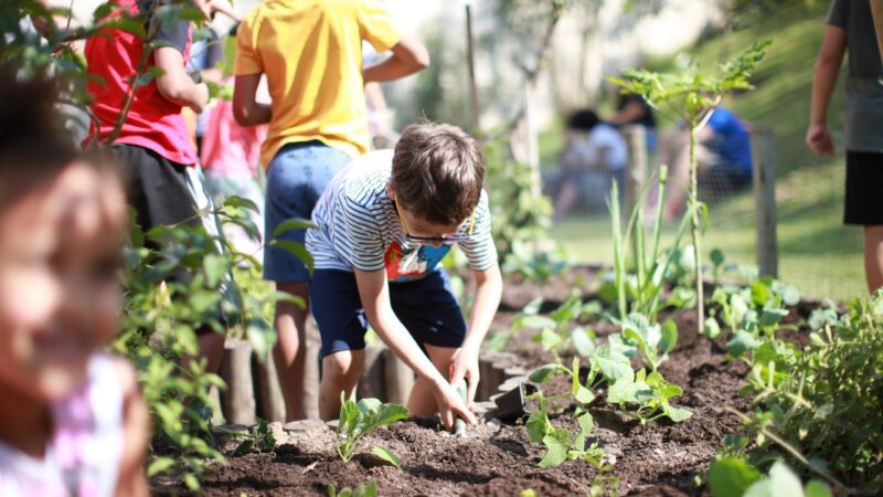 Prefeitura de SP abre inscrições para acelerar projetos de agricultura urbana