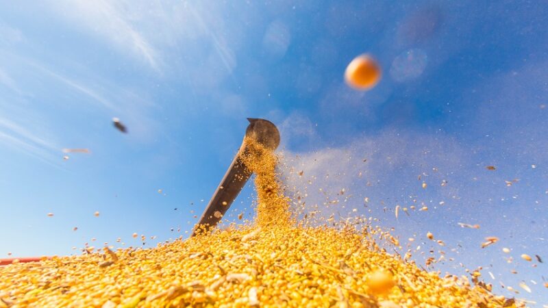Produtores de soja focam nas atividades em campo