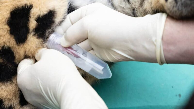 Feito inédito: a inseminação que pode salvar raro felino da extinção
