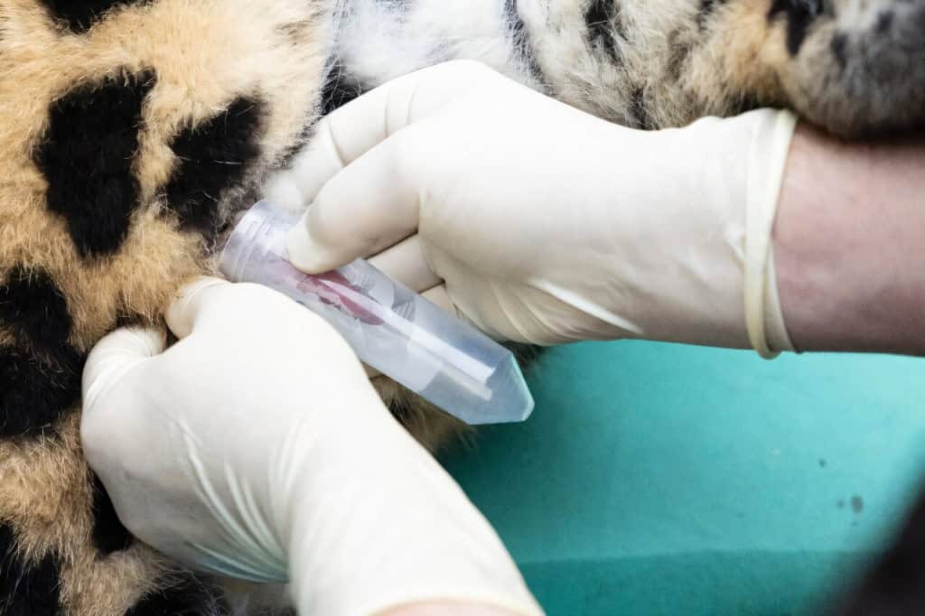 Feito inédito: a inseminação que pode salvar raro felino da extinção