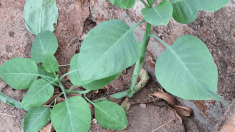 Mulher que comeu ‘falsa couve’ morre em Minas Gerais
