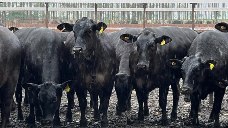 Agropecuária Maragogipe é modelo de pecuária intensiva em MS; confira
