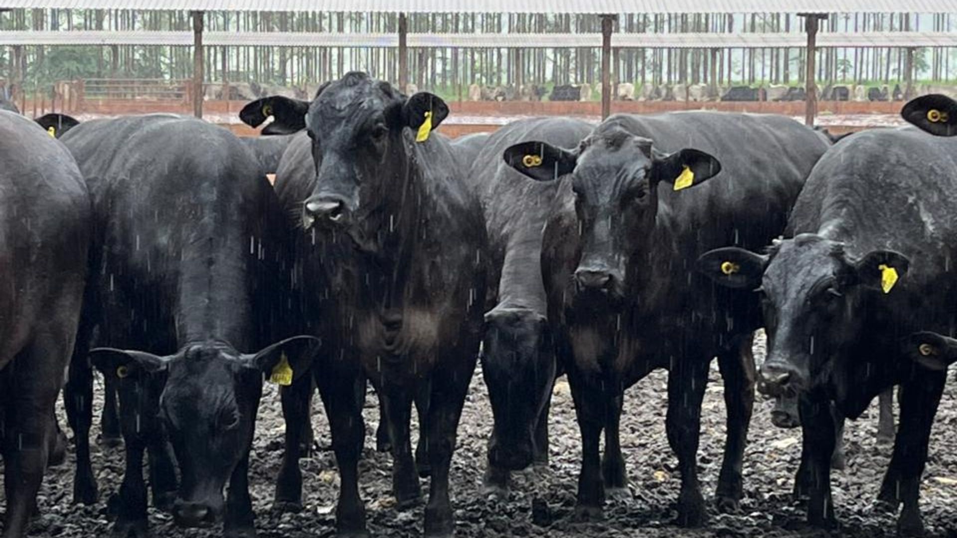 Agropecuária Maragogipe é modelo de pecuária intensiva em MS; confira