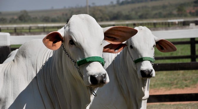 Boi gordo: consumo aquecido faz preços do atacado dispararem