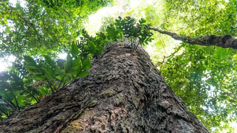 Suíça anuncia doação de R$ 33 milhões para Fundo Amazônia
