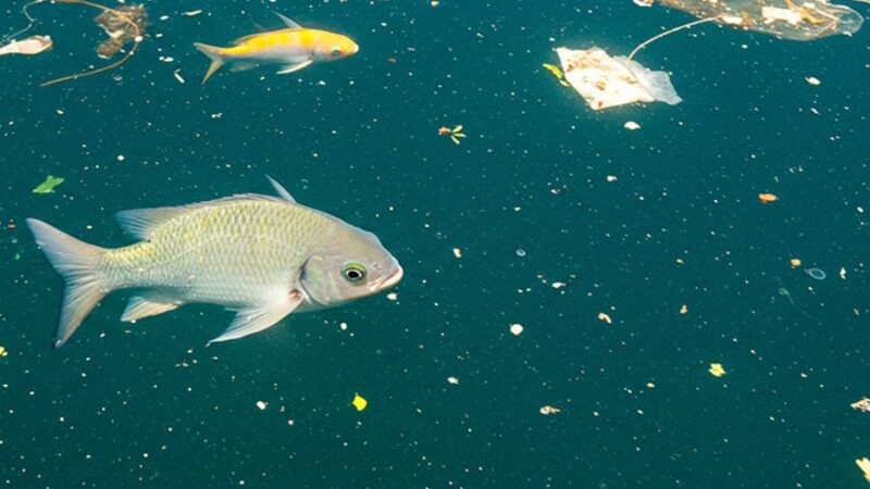 Mudanças climáticas elevam perigos dos microplásticos na água e afetam peixes