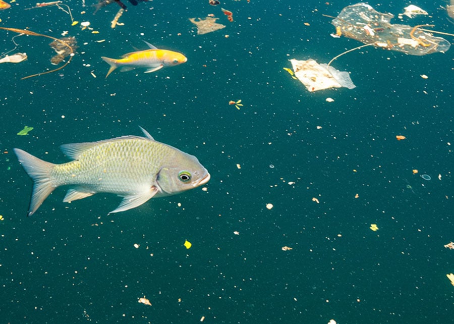 Mudanças climáticas elevam perigos dos microplásticos na água e afetam peixes