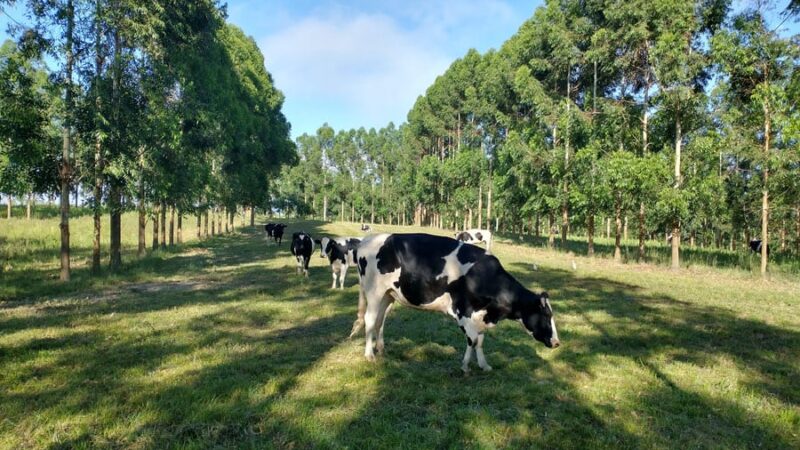 Pecuária se posiciona como parte da solução climática e alimentar na COP30