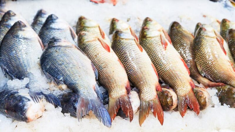 União Europeia fará auditoria para reabrir mercado de pescados do Brasil em 2026