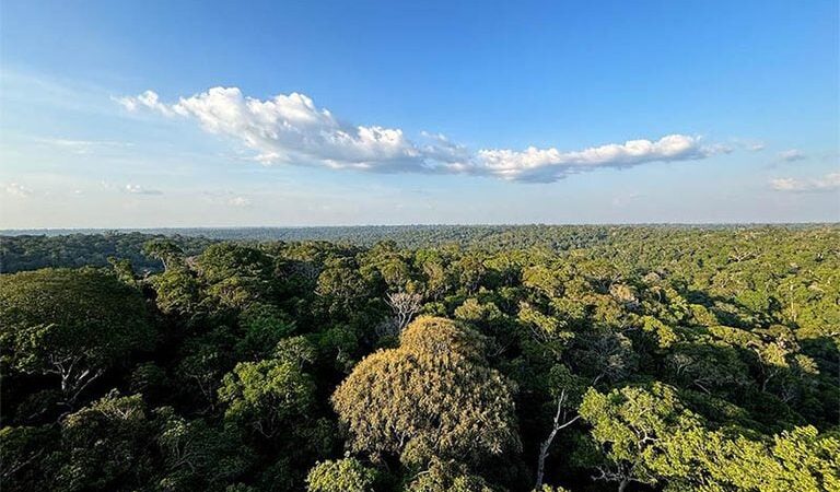 Especialista critica Plano Clima por responsabilizar o agro por emissões ilegais
