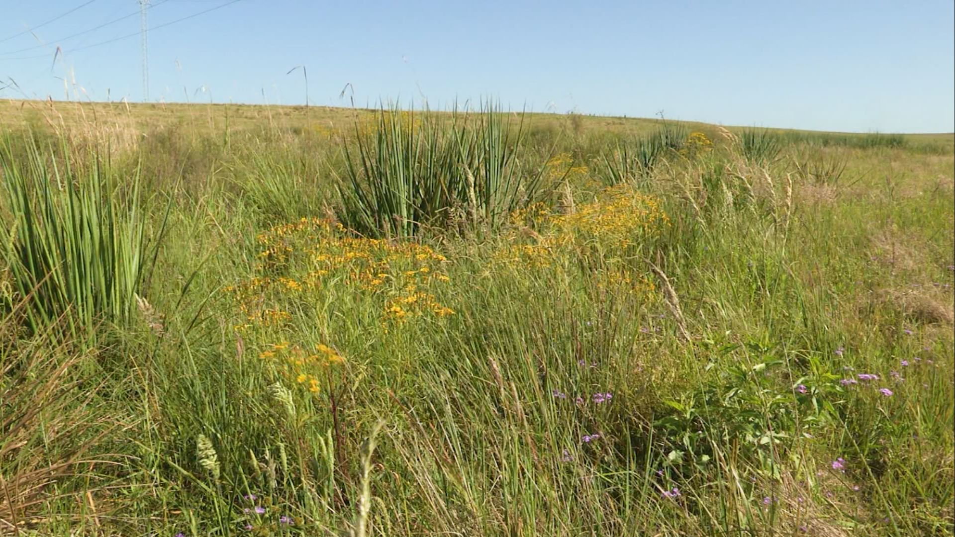 Choveu e as plantas daninhas voltaram: o que fazer para impedir prejuízos na fazenda?