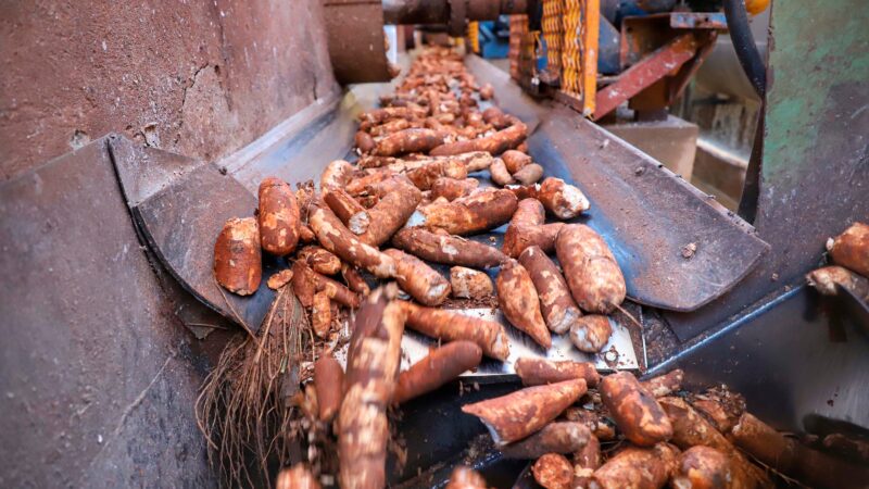 Preços da mandioca têm movimentos distintos e cotações estabilizam