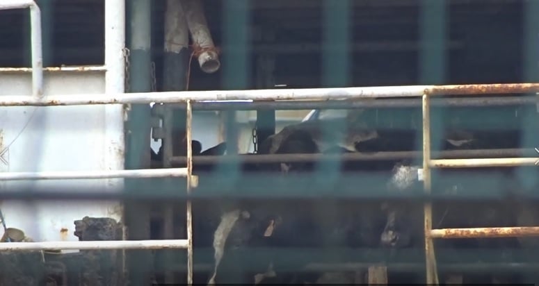 Navio com 3 mil vacas está há dois meses em alto-mar com mortes e nascimentos a bordo