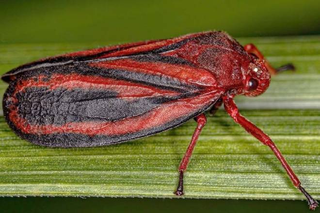 Pesquisa identifica nova espécie de praga da cana-de-açúcar