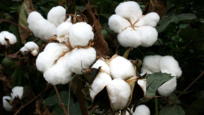 Marca apresentará projeto inédito de cultivo de algodão agroflorestal brasileiro na COP30