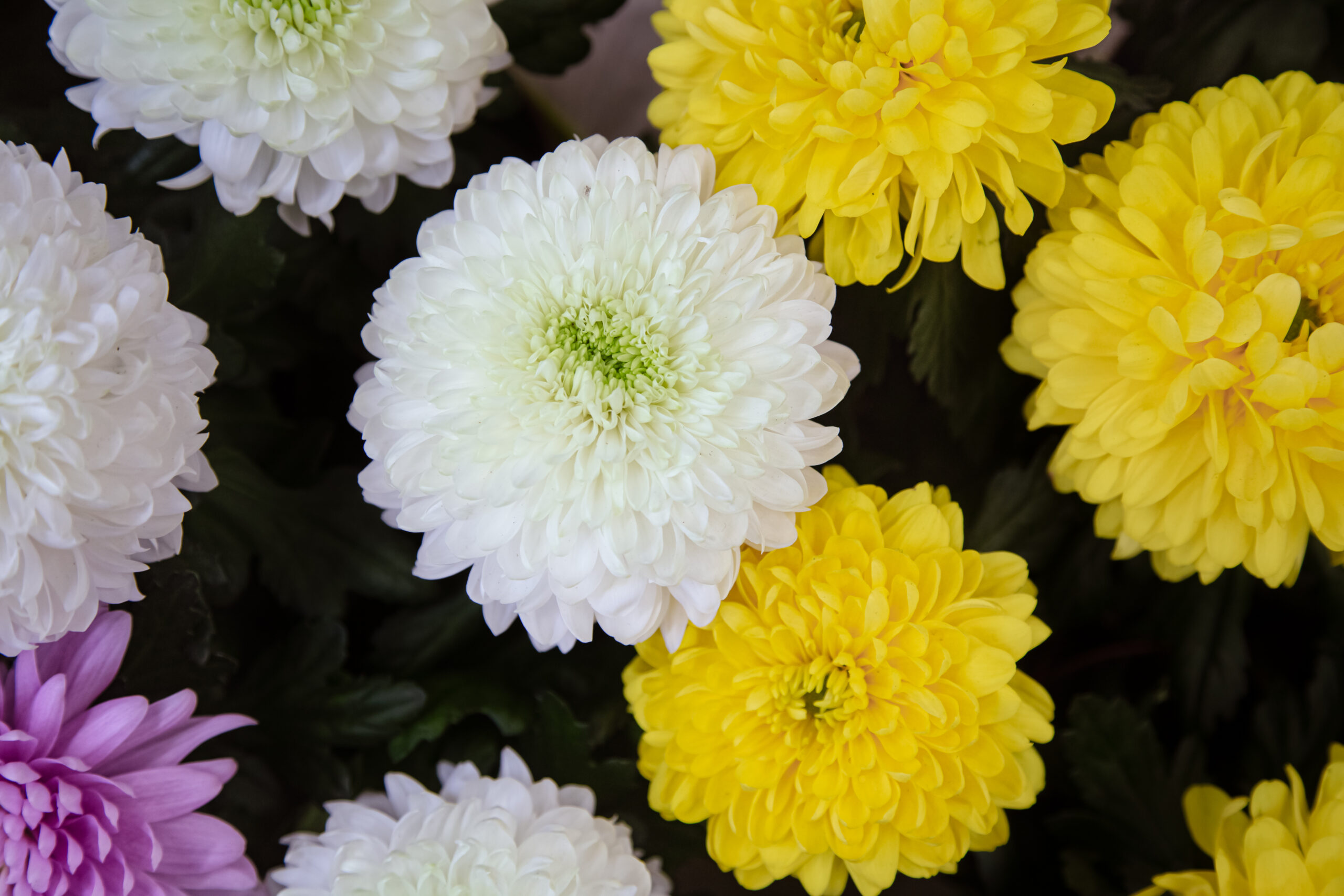 Vendas de flores devem crescer 7% no Dia de Finados deste ano
