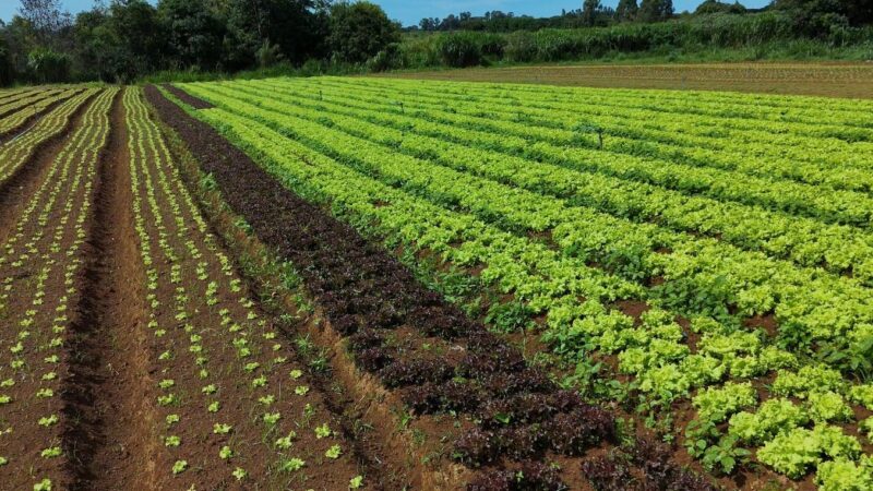Embrapa cria sistema que economiza 61% da água na produção de hortaliças