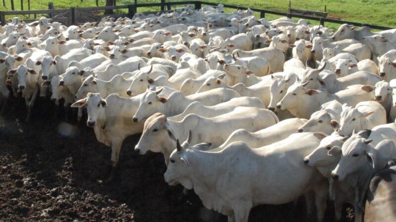 Preços do boi gordo seguem em alta na maioria das regiões