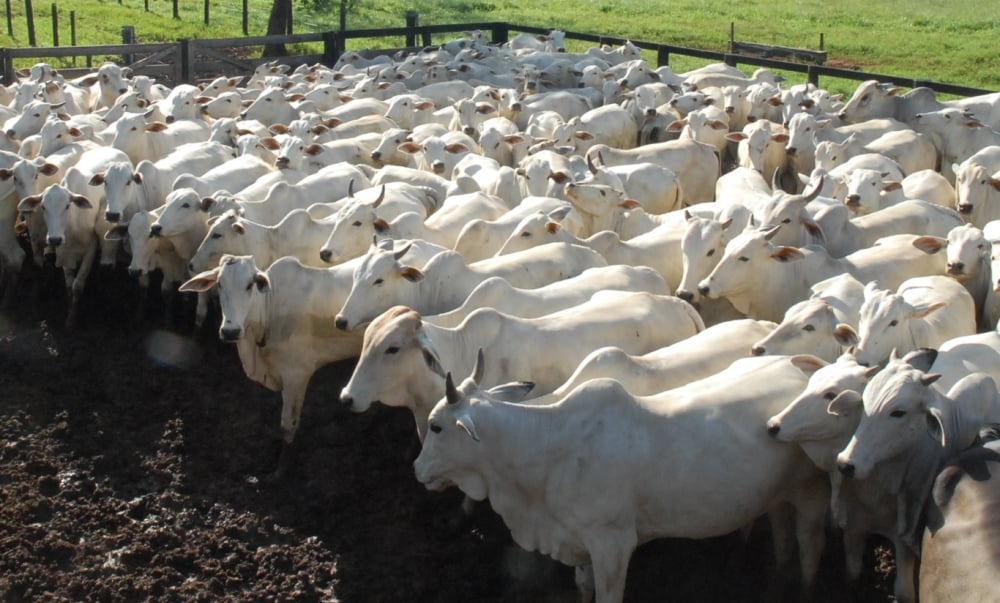 Preços do boi gordo seguem em alta na maioria das regiões