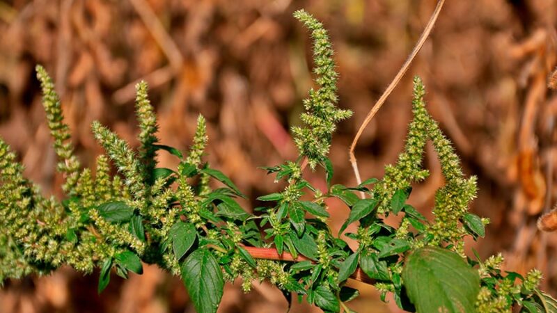 Resistência do caruru a herbicidas coloca em risco lavouras de soja, milho e algodão