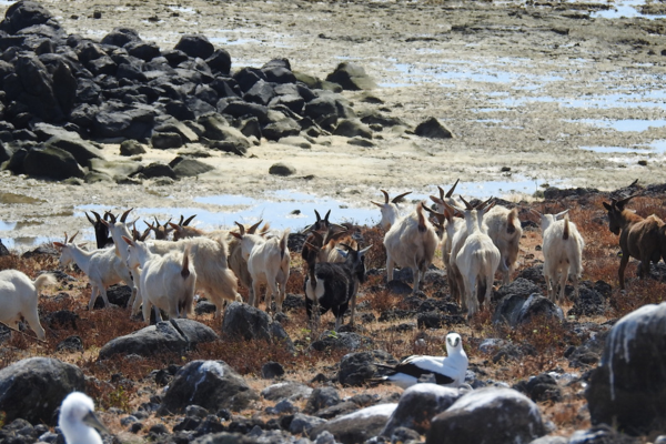 Você viu? Cabras que ficaram 200 anos isoladas em ilha viram objeto de pesquisa