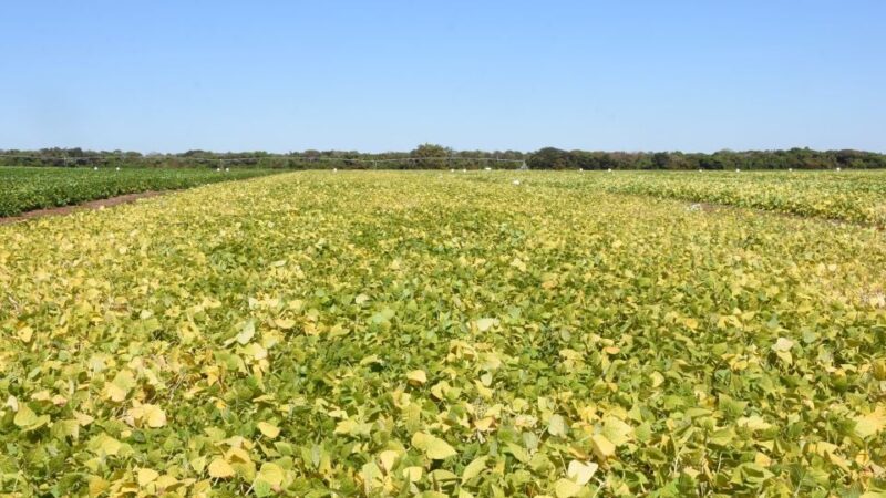 Embrapa avança no desenvolvimento de bioinsumo multifuncional para diferentes culturas