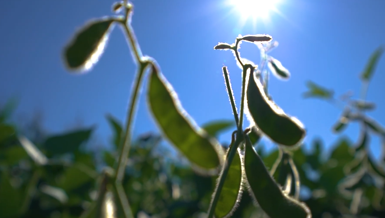 Clima irregular reduz ritmo de semeadura da soja