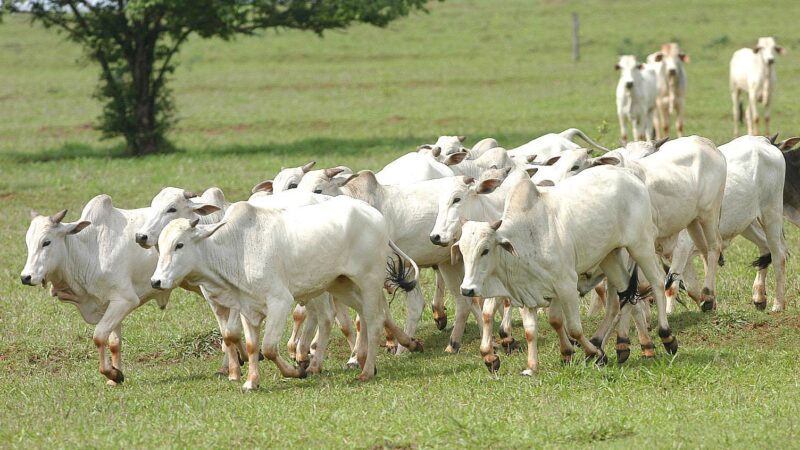 Exportações de carne aos EUA devem elevar preço da arroba no curto prazo