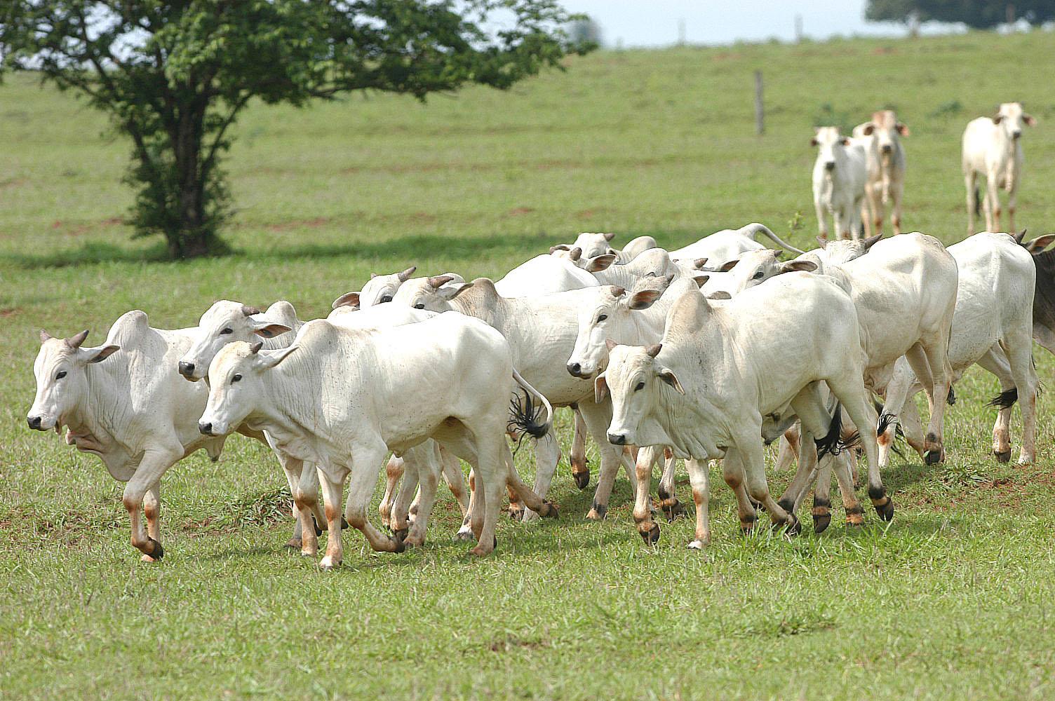 Exportações de carne aos EUA devem elevar preço da arroba no curto prazo