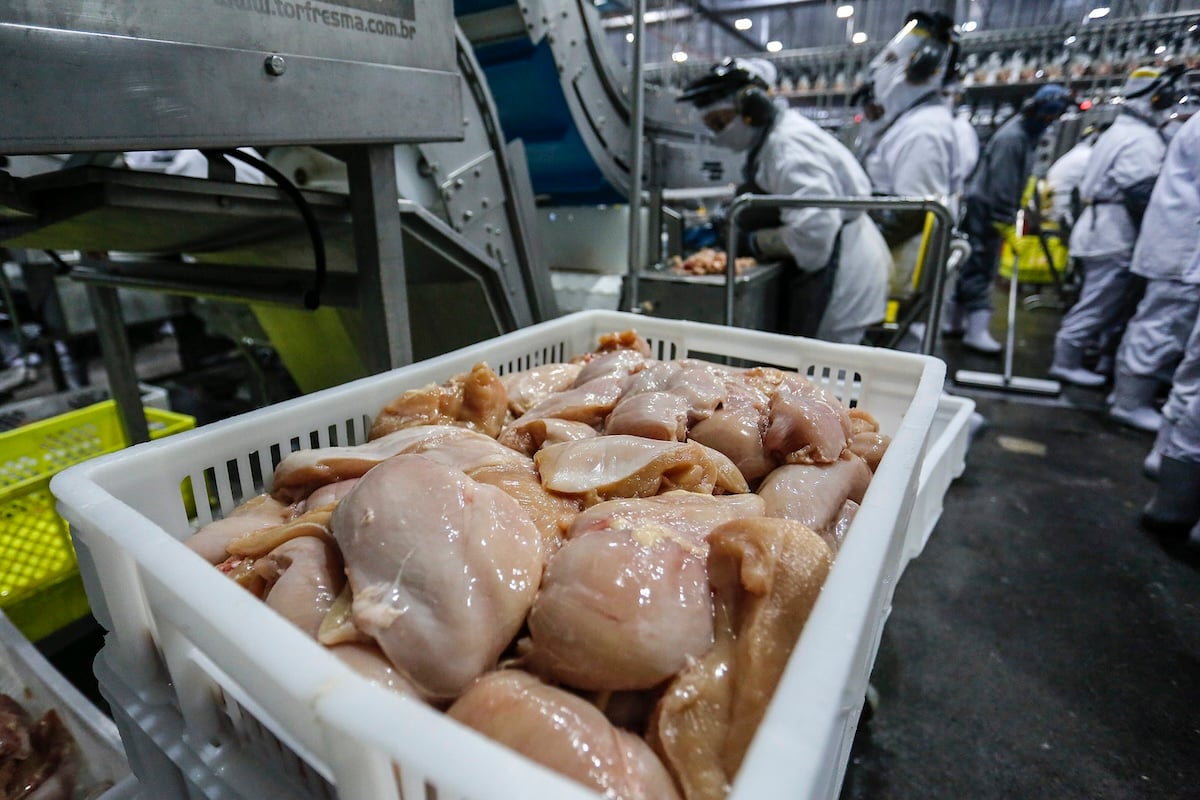 Produção de frango em Santa Catarina cresce 2,5% em 2025