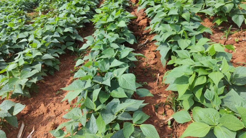 Feijão-vagem com colheita concentrada ganha espaço entre produtores