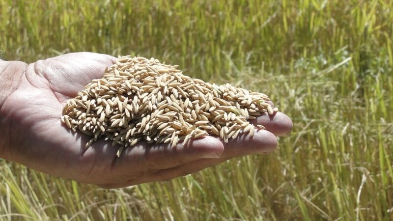 Taxa paga ao Irga será direcionada para socorrer produtores de arroz