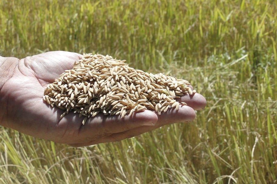 Taxa paga ao Irga será direcionada para socorrer produtores de arroz