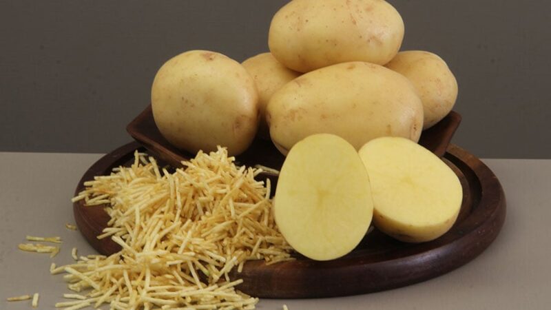 Embrapa lança cultivar de batata para a indústria de chips e palha