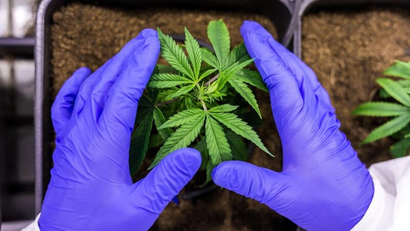 Viu esta? Estudo mostra planta que oferece 11 vezes mais rentabilidade que soja