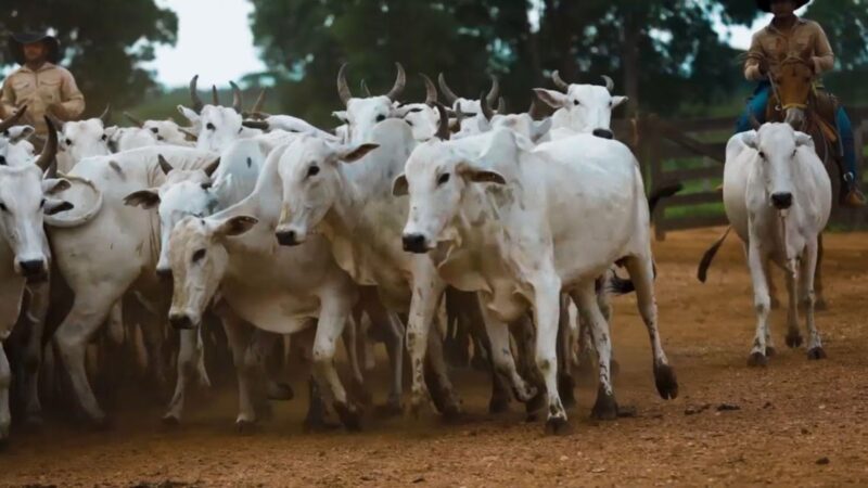 Gestão na pecuária: o que o produtor precisa ver antes dos números