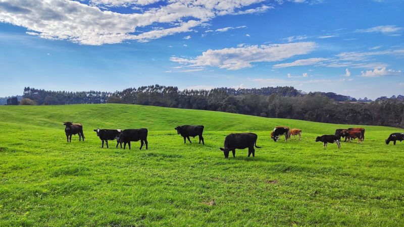 Ronda no confinamento é essencial para o sucesso na pecuária; saiba por quê