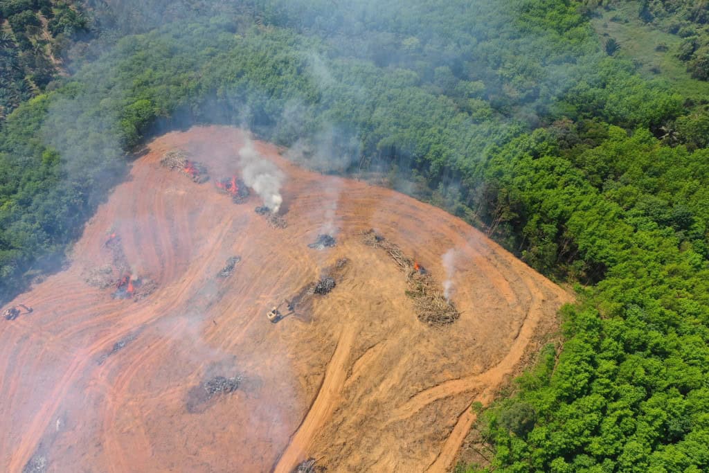 Amazônia pode perder até 38% da floresta até o fim do século