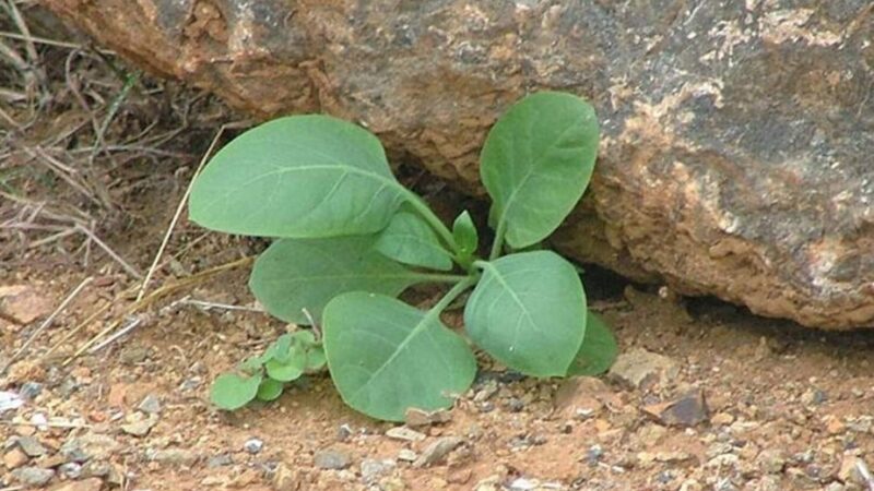 Você viu ?Além da ‘falsa couve’, outras 9 plantas tóxicas podem causar a morte; veja quais são