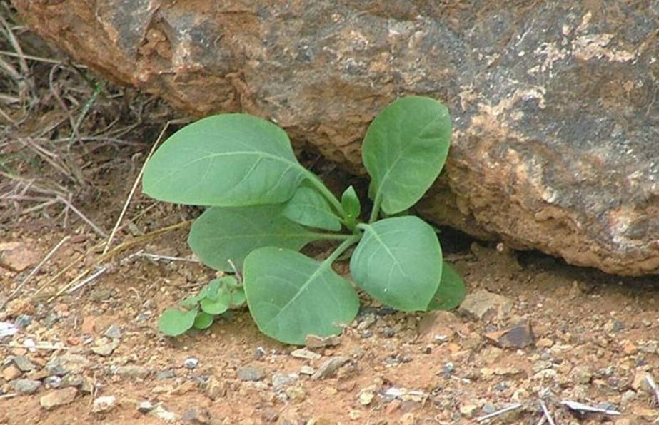 Você viu ?Além da ‘falsa couve’, outras 9 plantas tóxicas podem causar a morte; veja quais são